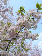 桜５