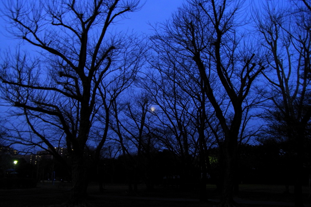 木立の向こうに