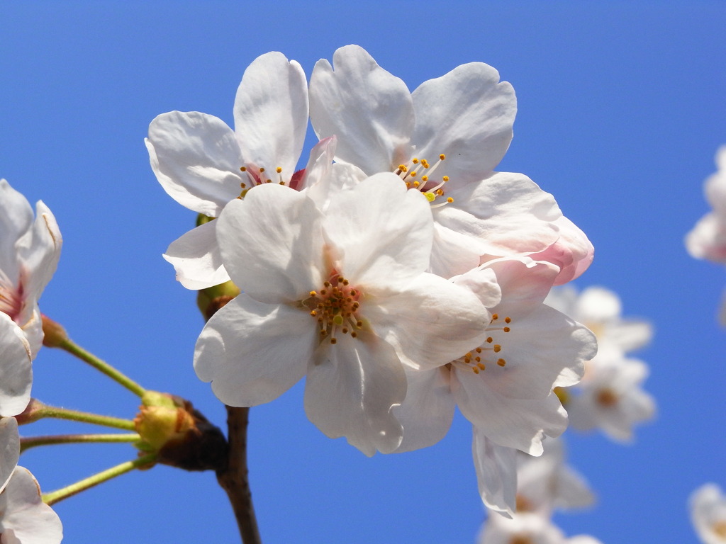 桜３
