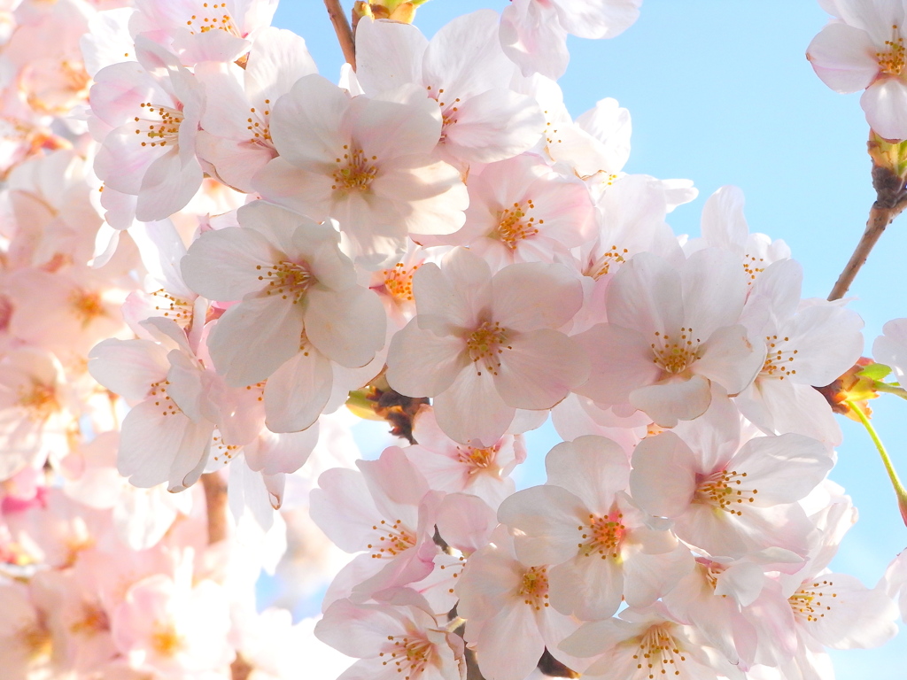 桜２