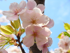 桜６