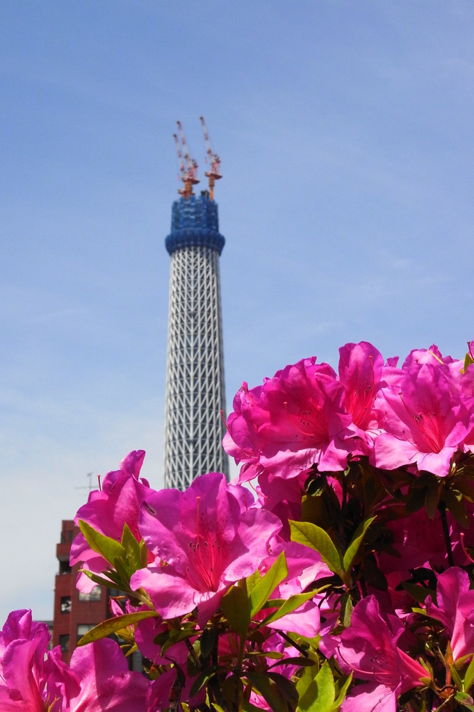 成長過程