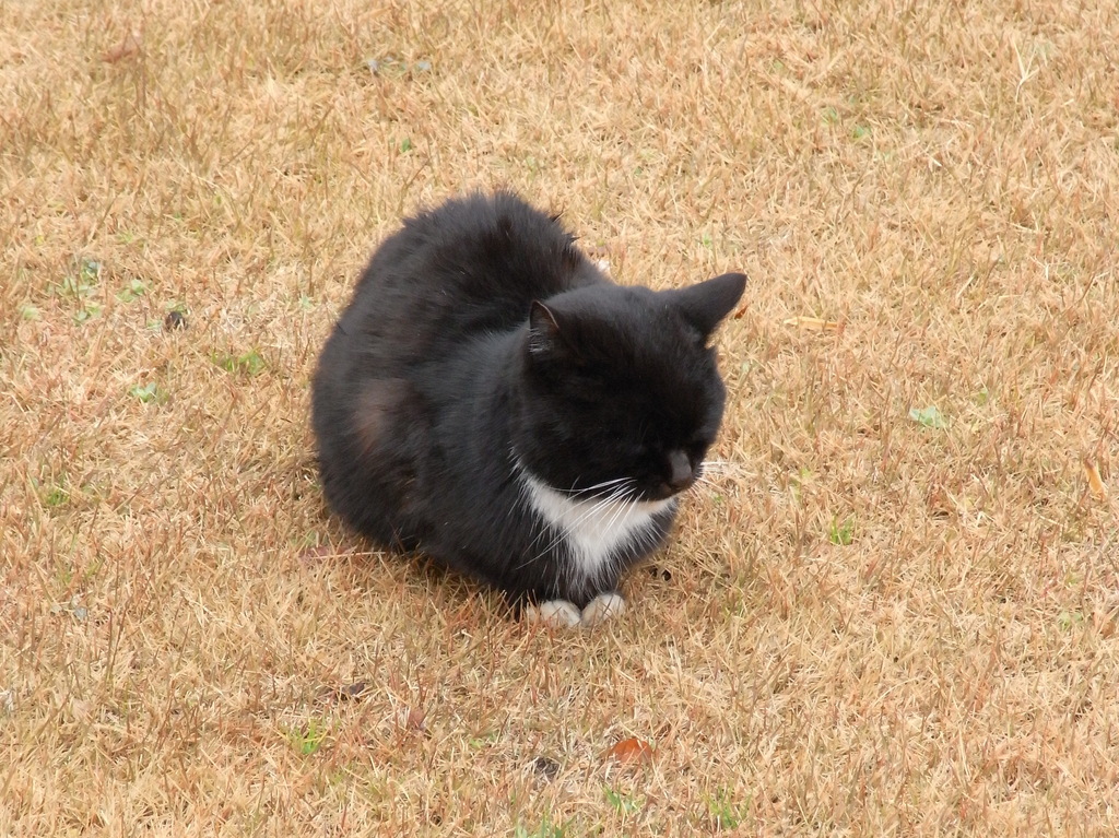 日比谷公園の猫