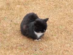 日比谷公園の猫