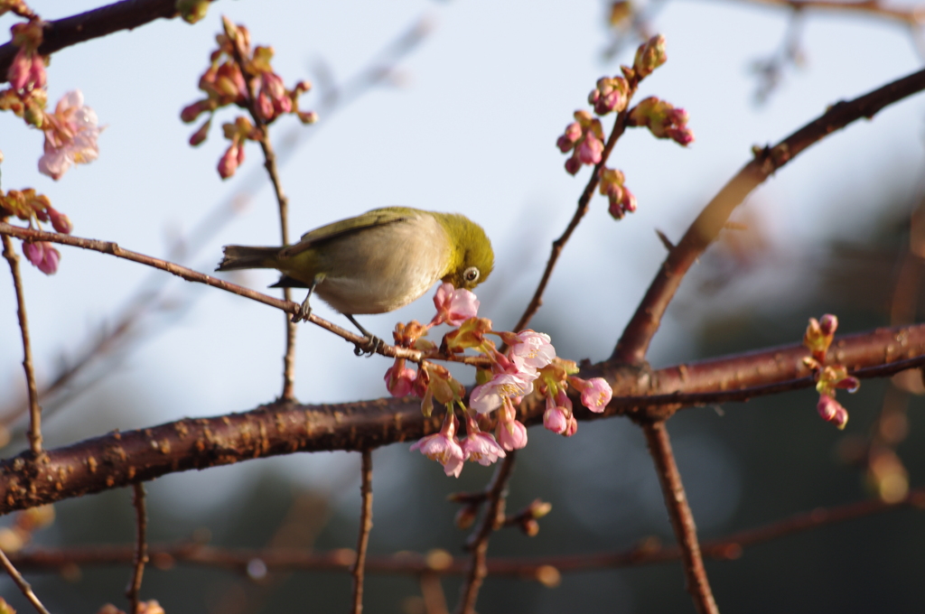 メジロと冬桜