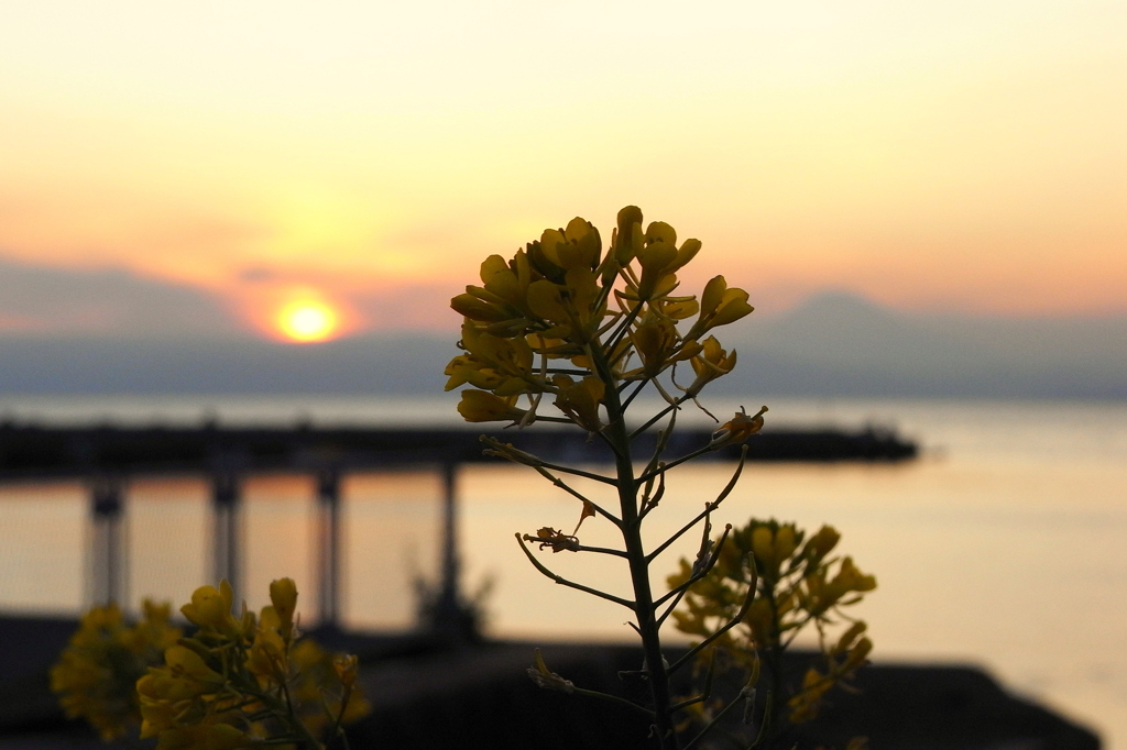 夕日と菜の花