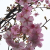 初桜1