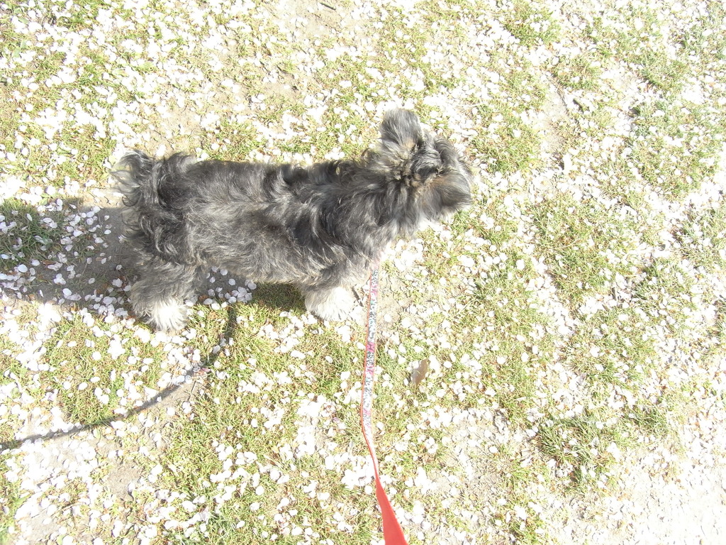 桜の絨毯と犬