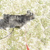 桜の絨毯と犬