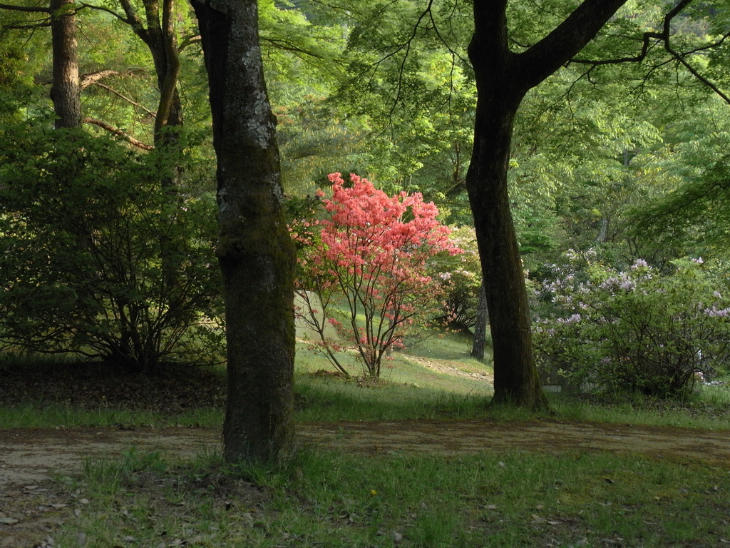 紅一点