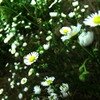 お花畑