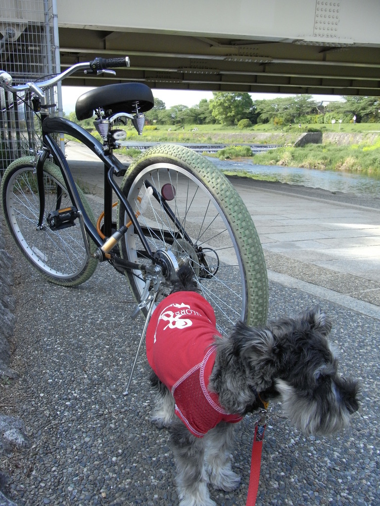 愛車と愛犬と