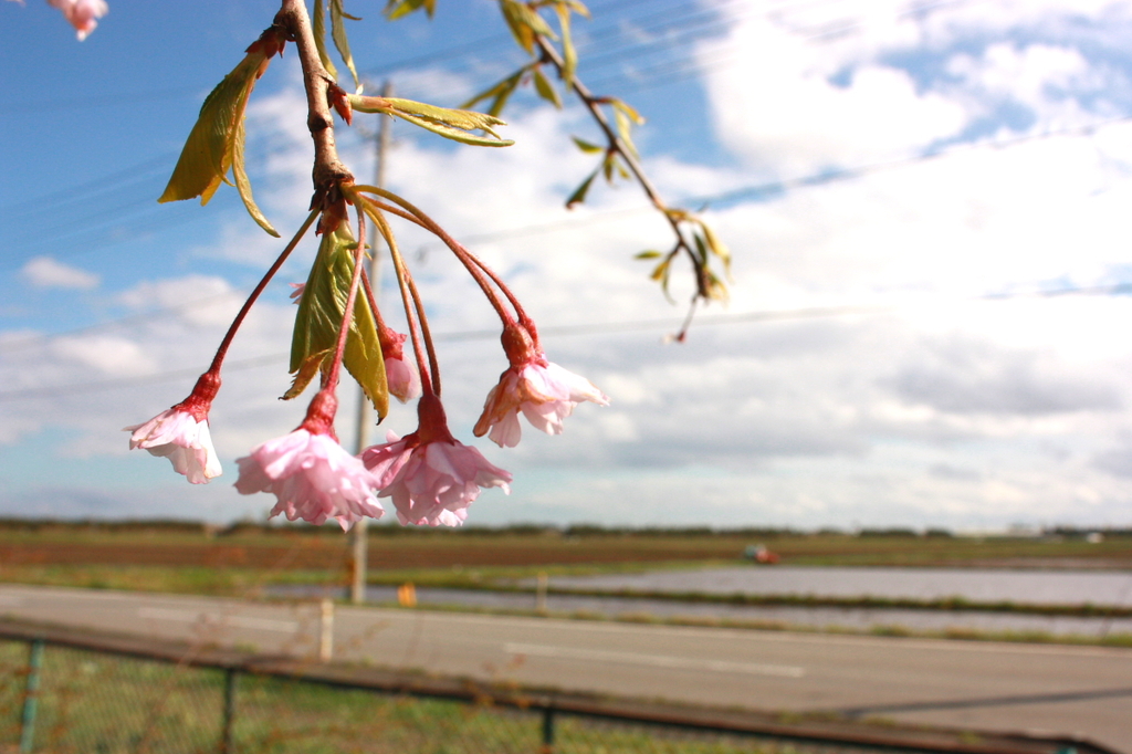 桜