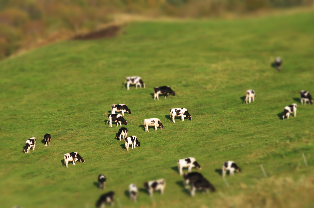 miniature animals ～開陽台から見た牛達