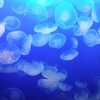 海月