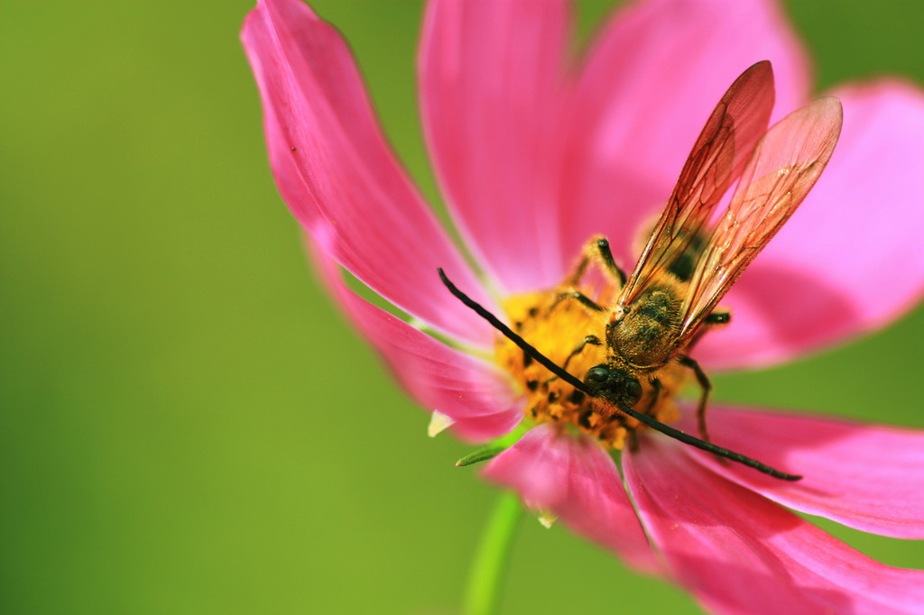 いただきマック♪
