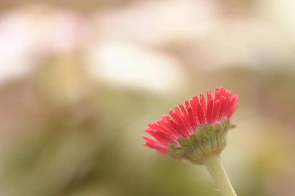 花弁の数ほど沢山の感謝・・^^♪
