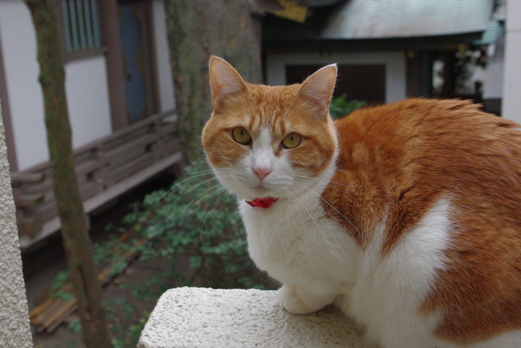 神社と猫