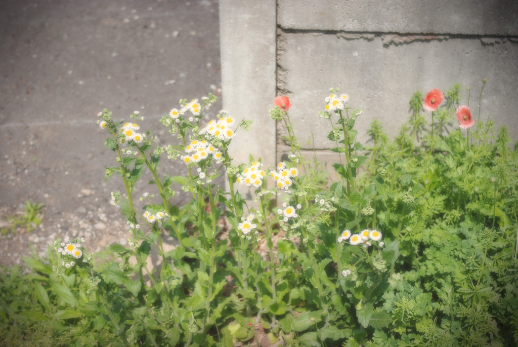 線路沿いの花