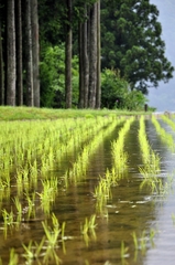 山田