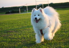 実家のサモエド犬