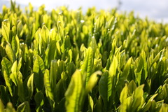 新茶の季節です