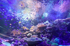 水族館での切り取り