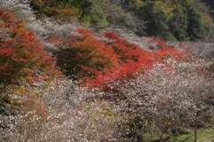 柿ケ入遊歩道の四季桜