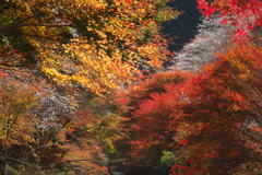 四季桜