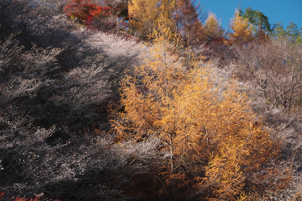 四季桜