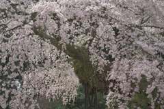 瀧蔵神社の権現桜