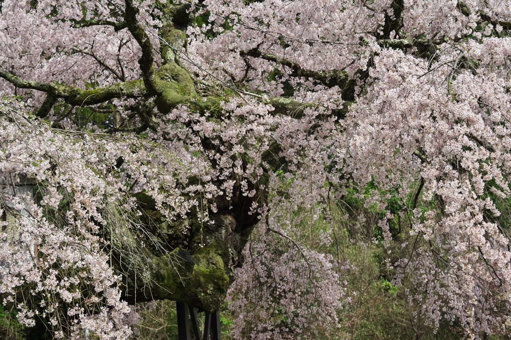 瀧蔵神社の権現桜