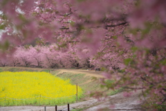 菜の花香る東山田河津桜