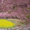 菜の花香る東山田河津桜