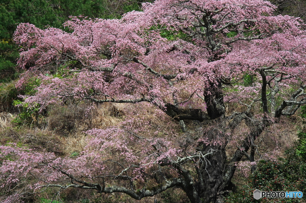 西丸根の桜（小池家）