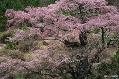 西丸根の桜（小池家）