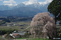 南吉瀬のしだれ桜