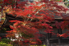 常楽寺の燃える紅葉