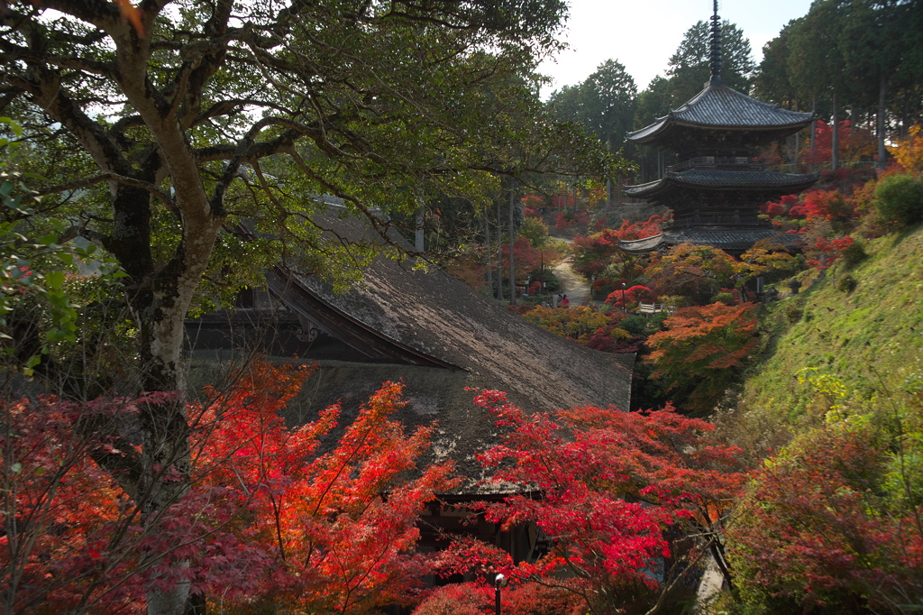 国宝の本堂と三重塔（常楽寺）