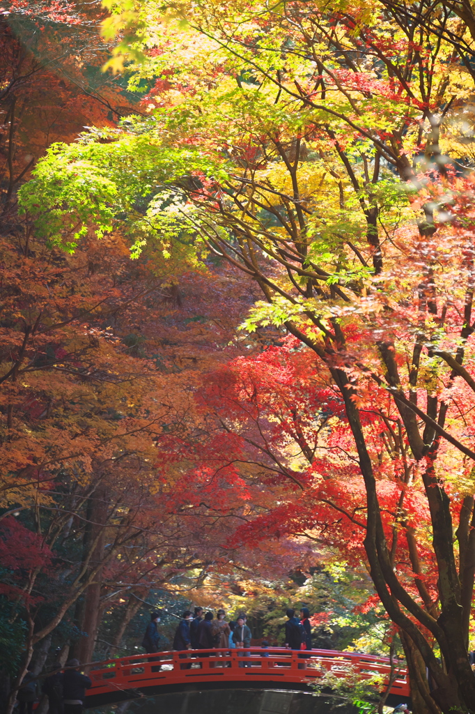 小國神社、紅葉に飲まれる