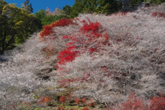 四季桜