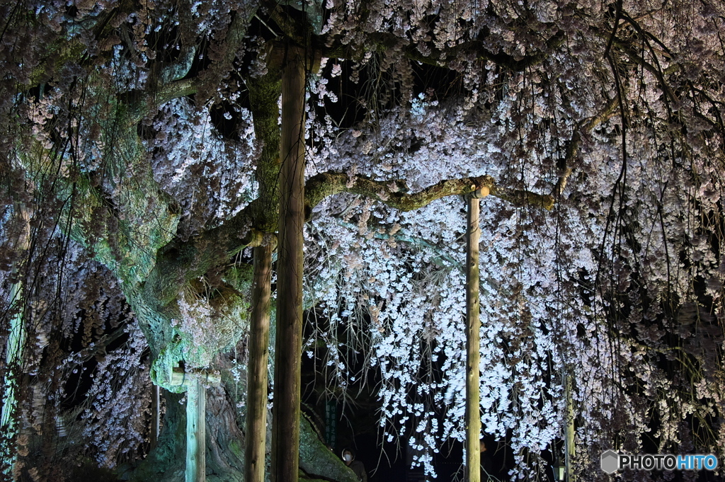 麻績の里舞台桜
