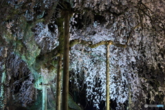 麻績の里舞台桜
