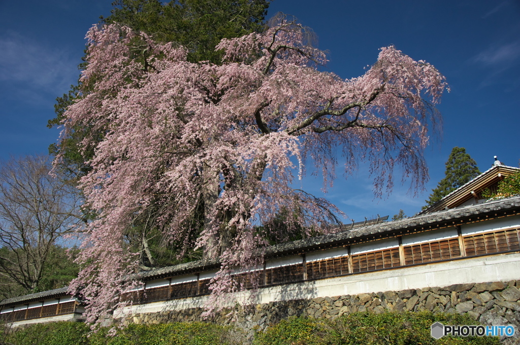 栖林寺の桜