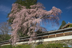 栖林寺の桜