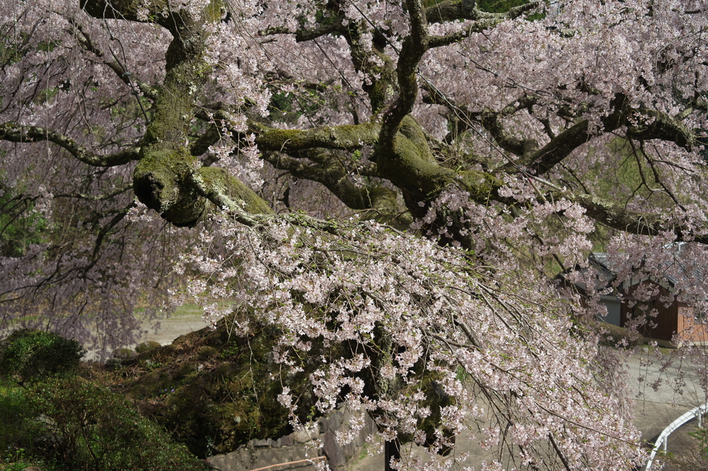 瀧蔵神社の権現桜