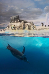 ペンギン村の風景