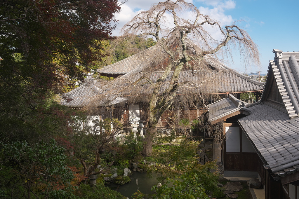 當麻寺に秋が来る