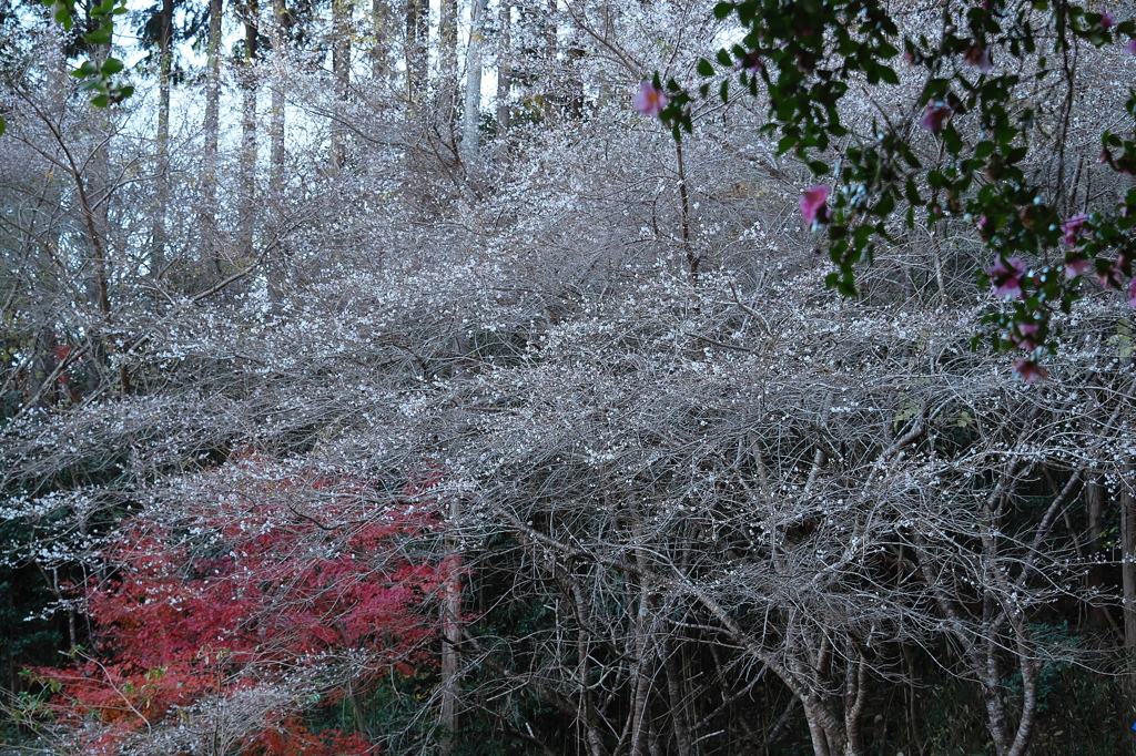四季桜