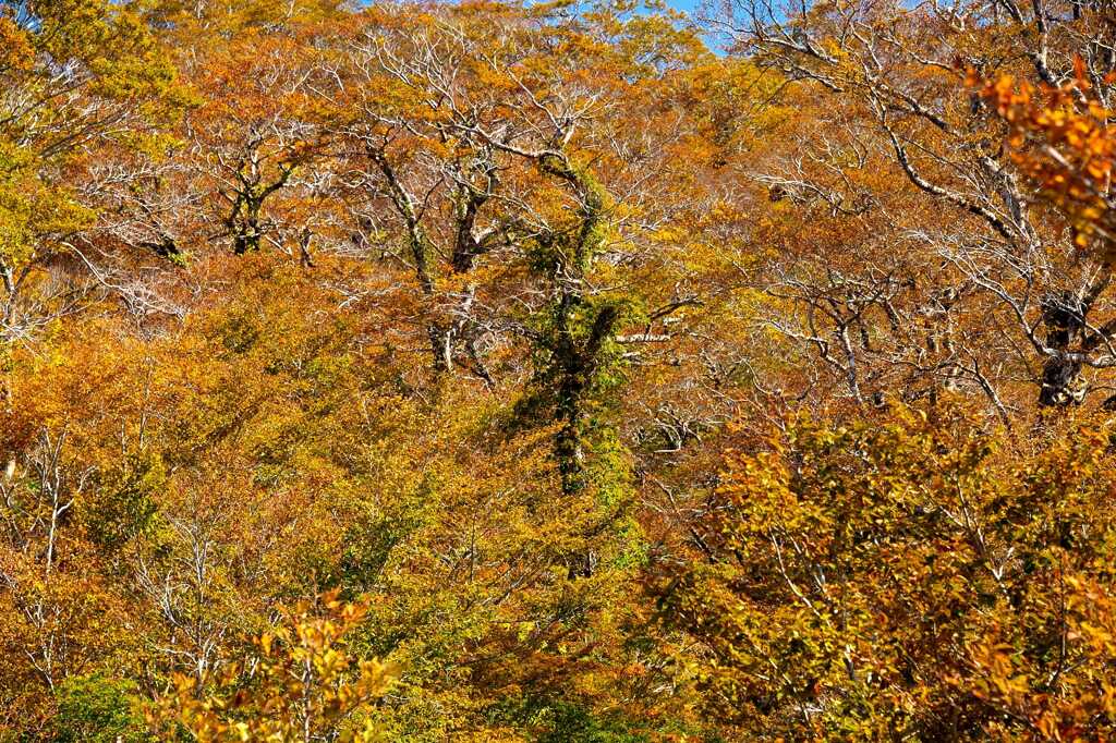 冠山の紅葉景